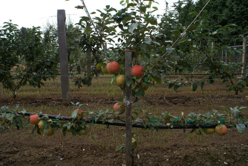 04Honeycrisp in its second season in the espalier row Western Cascade